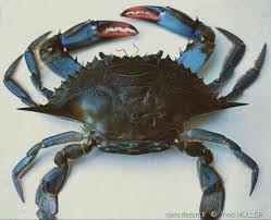 crabe bleu